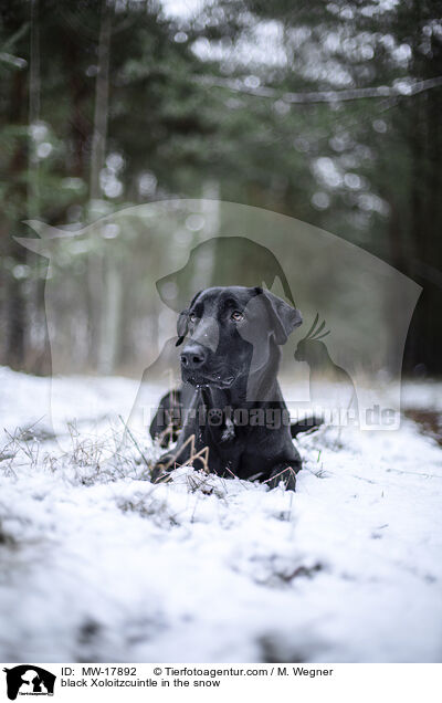 schwarzer Xoloitzcuintle im Schnee / black Xoloitzcuintle in the snow / MW-17892