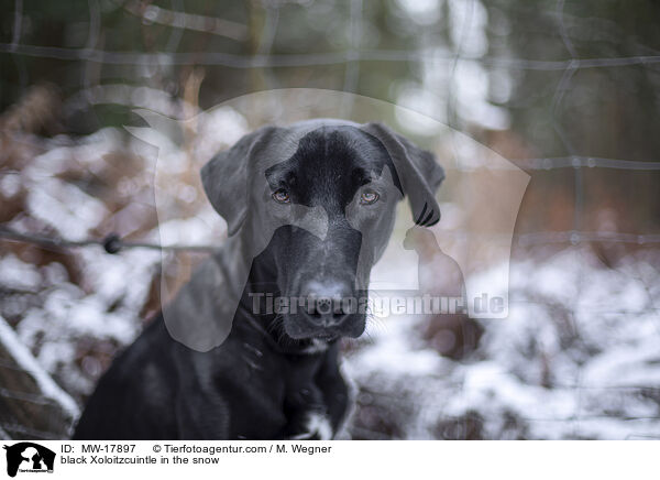 black Xoloitzcuintle in the snow / MW-17897