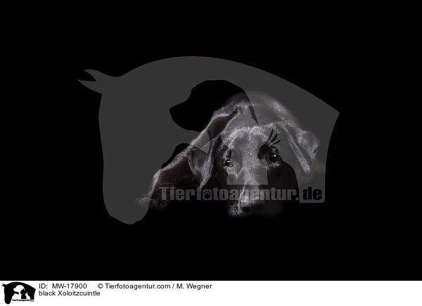 black Xoloitzcuintle / MW-17900