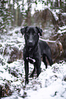 black Xoloitzcuintle in the snow