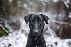 black Xoloitzcuintle in the snow