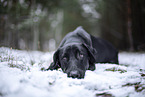 black Xoloitzcuintle in the snow