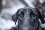 black Xoloitzcuintle in the snow