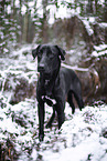 black Xoloitzcuintle in the snow