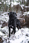 black Xoloitzcuintle in the snow