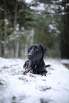 black Xoloitzcuintle in the snow