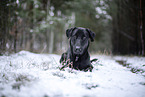 black Xoloitzcuintle in the snow