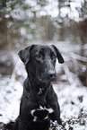 black Xoloitzcuintle in the snow