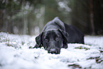 black Xoloitzcuintle in the snow