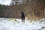 black Xoloitzcuintle in the snow