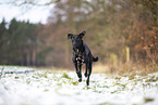 black Xoloitzcuintle in the snow