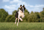 Yakutskaya Laika