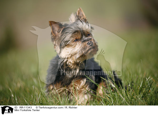 Mini Yorkshire Terrier / Mini Yorkshire Terrier / RR-11343