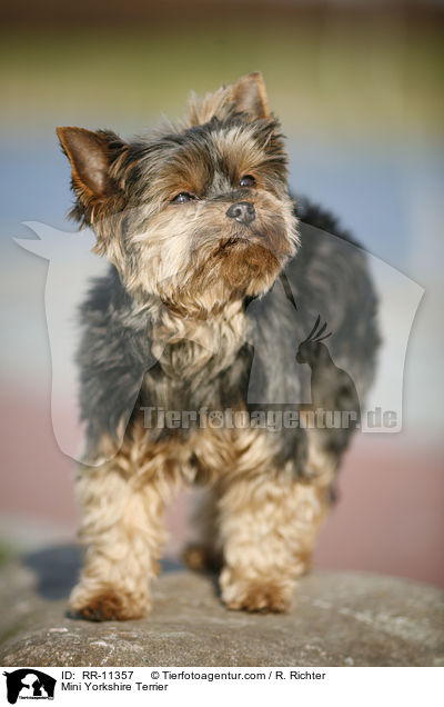Mini Yorkshire Terrier / Mini Yorkshire Terrier / RR-11357