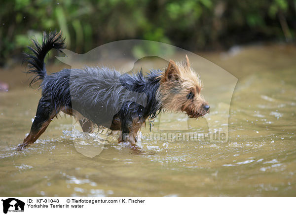 Yorkshire Terrier im Wasser / Yorkshire Terrier in water / KF-01048