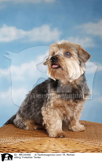 sitzender Yorkshire Terrier / sitting Yorkshire Terrier / RR-34466