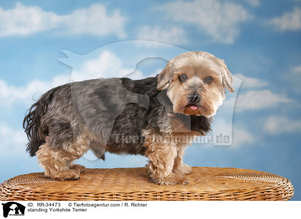 stehender Yorkshire Terrier / standing Yorkshire Terrier / RR-34473