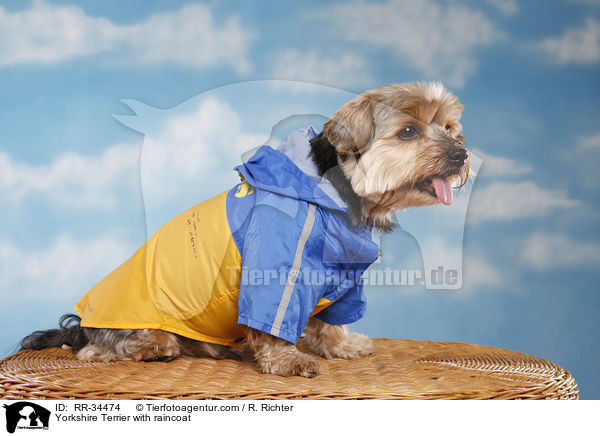 Yorkshire Terrier mit Regenmantel / Yorkshire Terrier with raincoat / RR-34474
