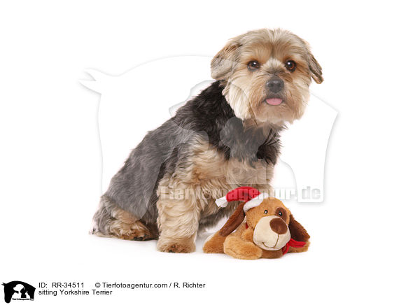 sitzender Yorkshire Terrier / sitting Yorkshire Terrier / RR-34511