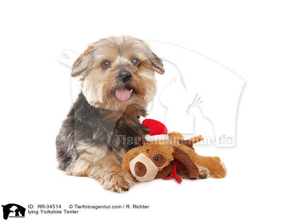 lying Yorkshire Terrier / RR-34514
