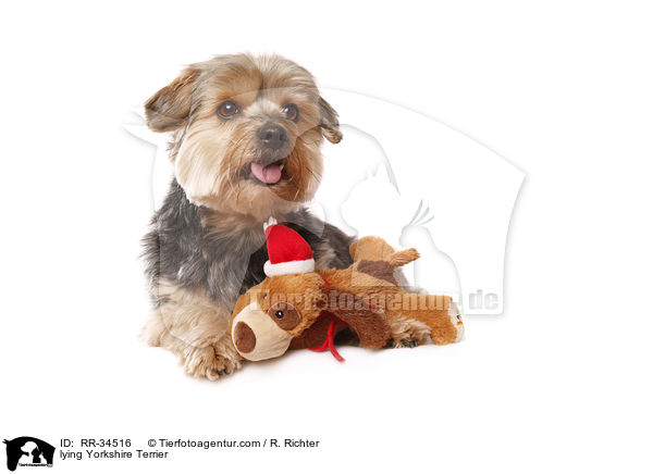 lying Yorkshire Terrier / RR-34516