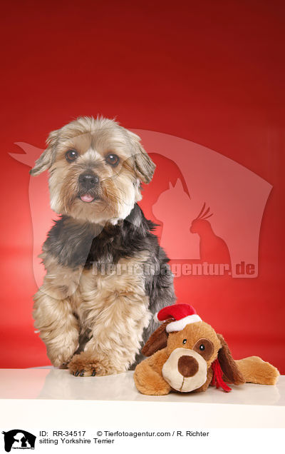 sitzender Yorkshire Terrier / sitting Yorkshire Terrier / RR-34517