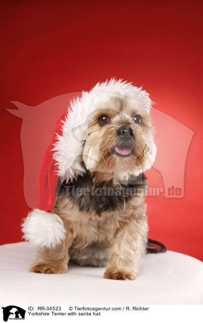 Yorkshire Terrier mit Weihnachtsmannmtze / Yorkshire Terrier with santa hat / RR-34523