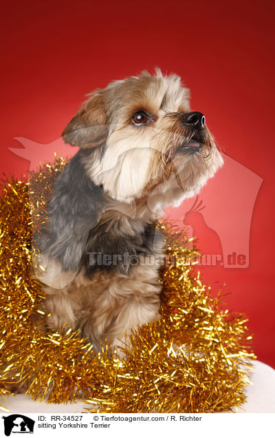 sitting Yorkshire Terrier / RR-34527