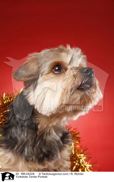 Yorkshire Terrier Portrait / Yorkshire Terrier Portrait / RR-34528