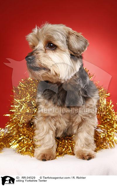sitzender Yorkshire Terrier / sitting Yorkshire Terrier / RR-34529