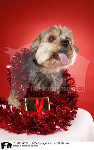 sitzender Yorkshire Terrier / sitting Yorkshire Terrier / RR-34530