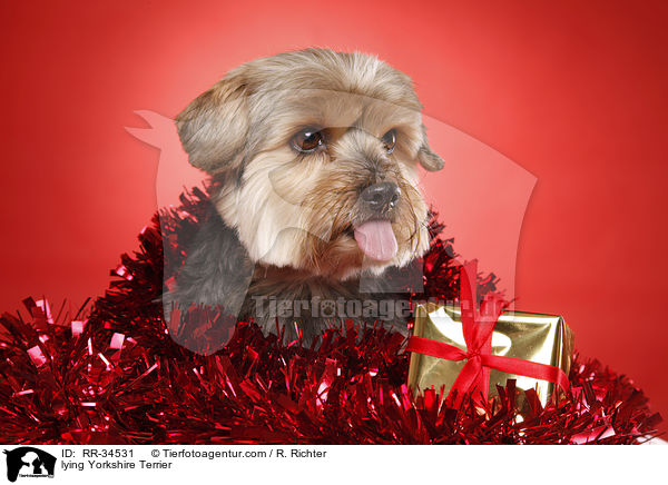 lying Yorkshire Terrier / RR-34531
