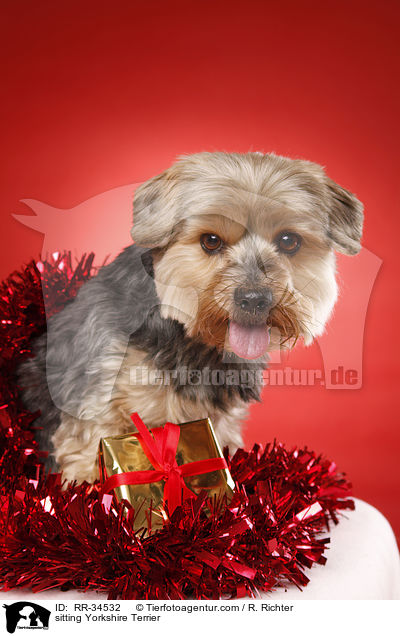 sitzender Yorkshire Terrier / sitting Yorkshire Terrier / RR-34532