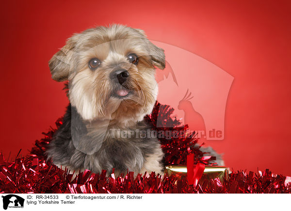 liegender Yorkshire Terrier / lying Yorkshire Terrier / RR-34533