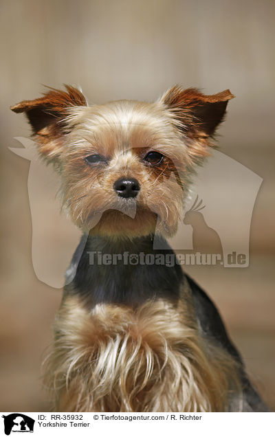 Yorkshire Terrier / Yorkshire Terrier / RR-35932