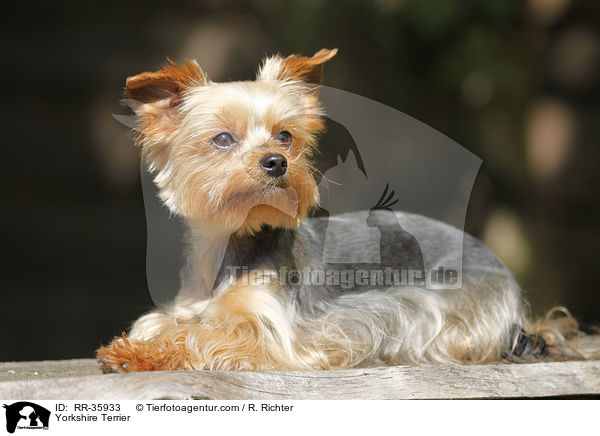 Yorkshire Terrier / Yorkshire Terrier / RR-35933