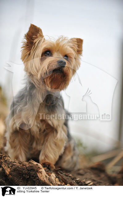 sitzender Yorkshire Terrier / sitting Yorkshire Terrier / YJ-02945