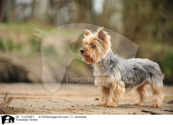 Yorkshire Terrier / Yorkshire Terrier / YJ-02951
