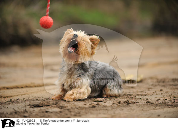 spielender Yorkshire Terrier / playing Yorkshire Terrier / YJ-02952