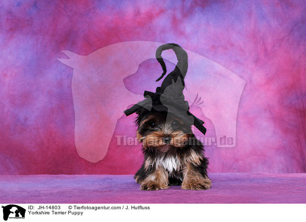 Yorkshire Terrier Welpe / Yorkshire Terrier Puppy / JH-14803