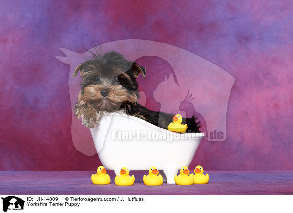 Yorkshire Terrier Welpe / Yorkshire Terrier Puppy / JH-14809