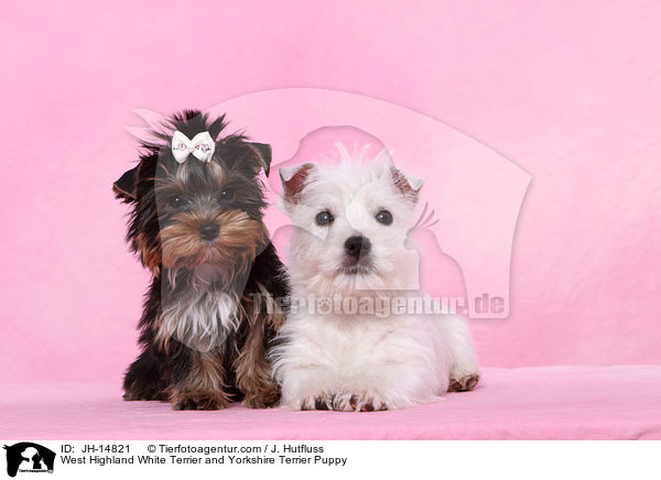 West Highland White Terrier und Yorkshire Terrier Welpe / West Highland White Terrier and Yorkshire Terrier Puppy / JH-14821
