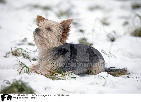 liegender Yorkshire Terrier / lying Yorkshire Terrier / RR-47600
