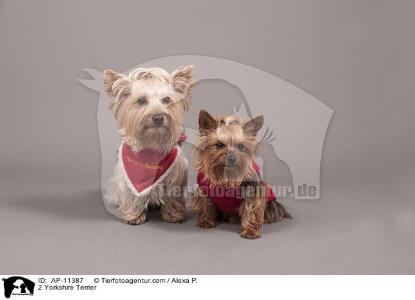 2 Yorkshire Terrier / 2 Yorkshire Terrier / AP-11387