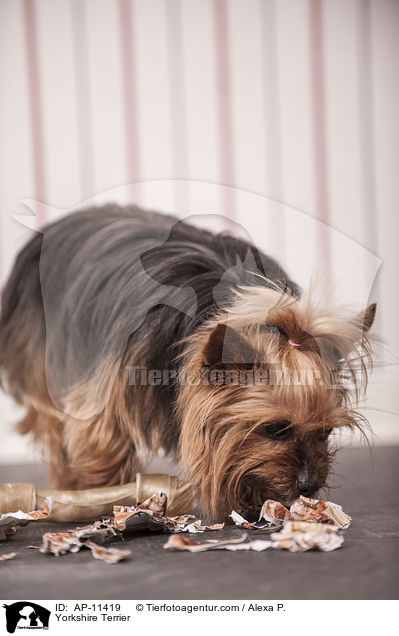 Yorkshire Terrier / Yorkshire Terrier / AP-11419