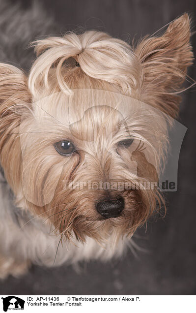 Yorkshire Terrier Portrait / Yorkshire Terrier Portrait / AP-11436