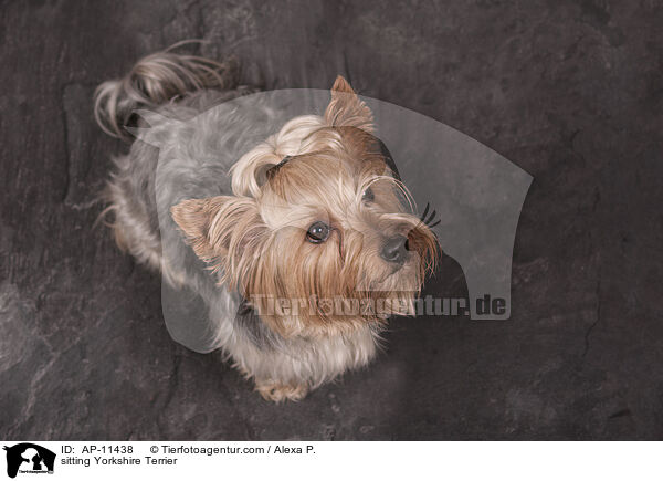 sitzender Yorkshire Terrier / sitting Yorkshire Terrier / AP-11438