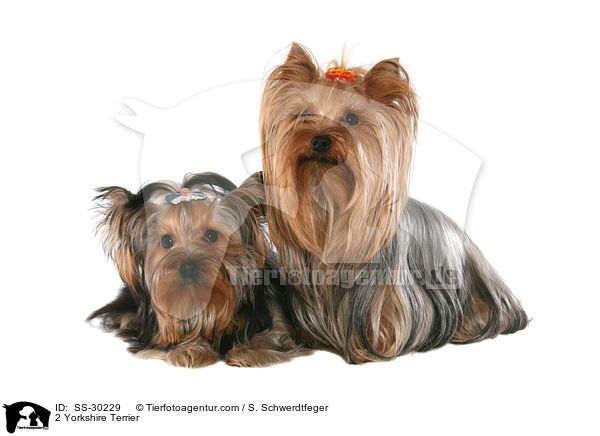 2 Yorkshire Terrier / 2 Yorkshire Terrier / SS-30229