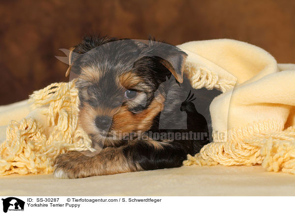 Yorkshire Terrier Welpe / Yorkshire Terrier Puppy / SS-30287
