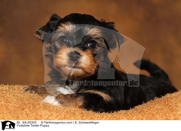 Yorkshire Terrier Welpe / Yorkshire Terrier Puppy / SS-30305